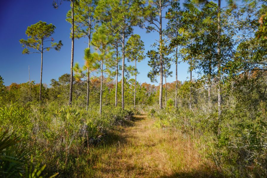 Goethe State Forest hiking trails outside of Black Prong
