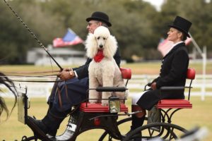 Pleasure driving carriage dog