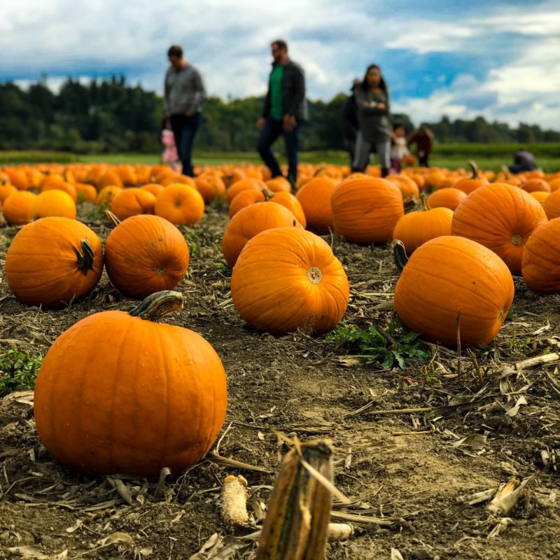 People walking through a pumpkin patch at a fall festival.