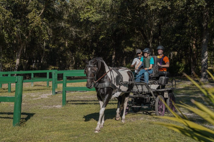 Nathanael Gaedtke learning to drive a carriage horse at Camp Black Prong.