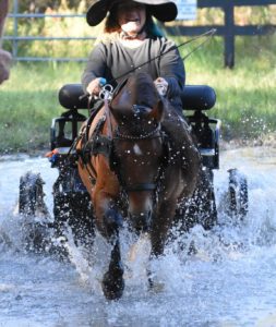 Horse pulling a carriage and splashing through a water obstacle. 