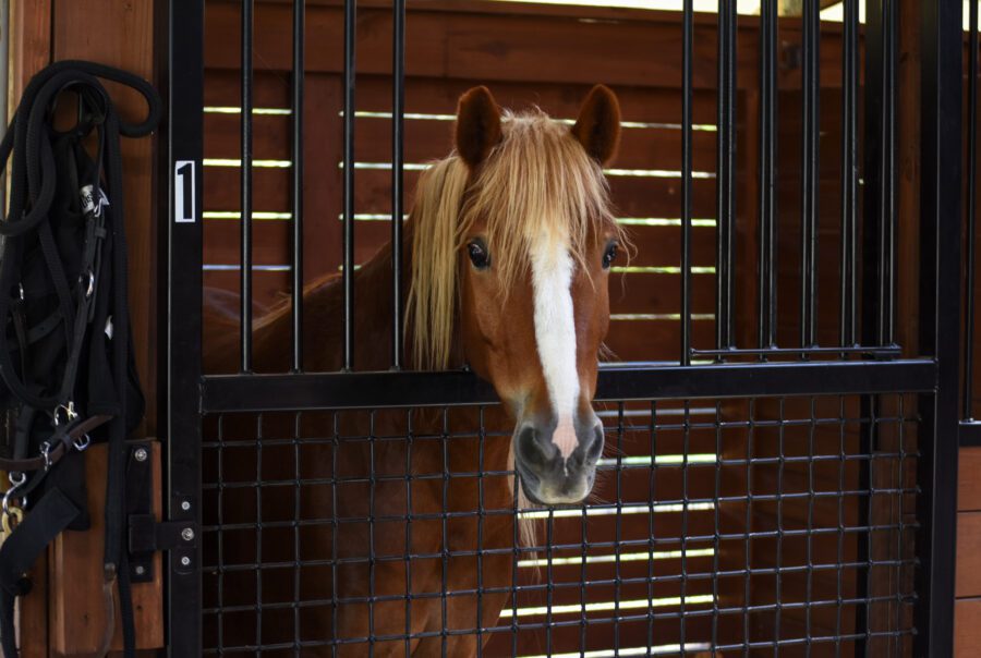 Horse stall vacation rental in North Central FL. Stay in Florida resort cottages with attached horse stables.