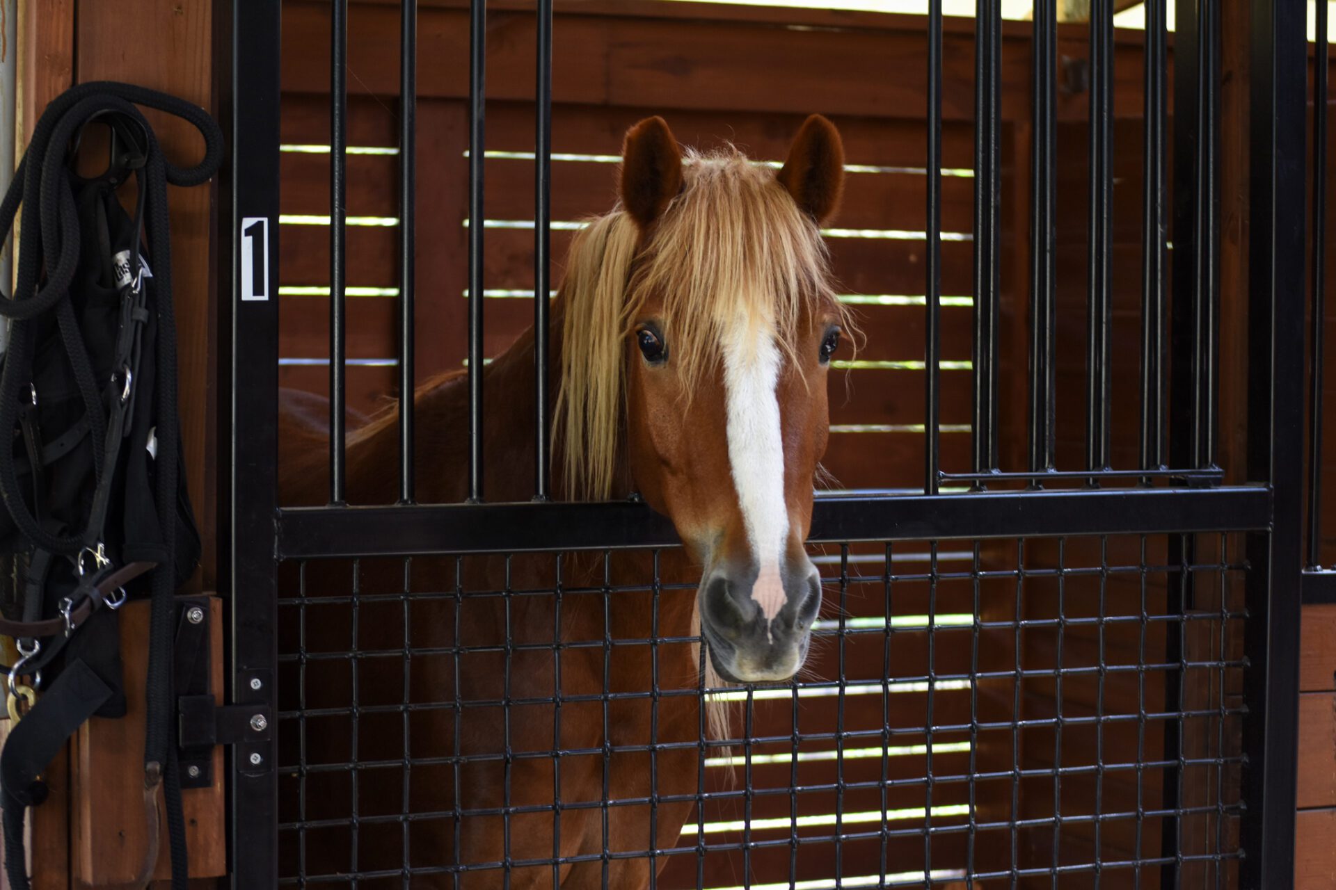 Horse stall vacation rental in North Central FL. Stay in Florida resort cottages with attached horse stables.