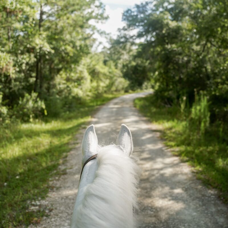 Experience north florida on horseback with Black Prong Adventures trail rides