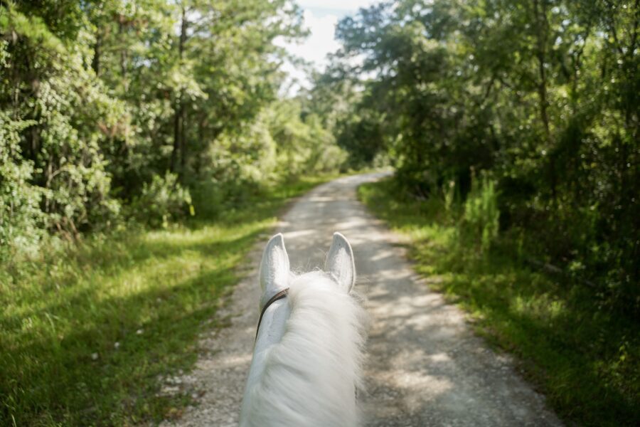 Experience north florida on horseback with Black Prong Adventures trail rides