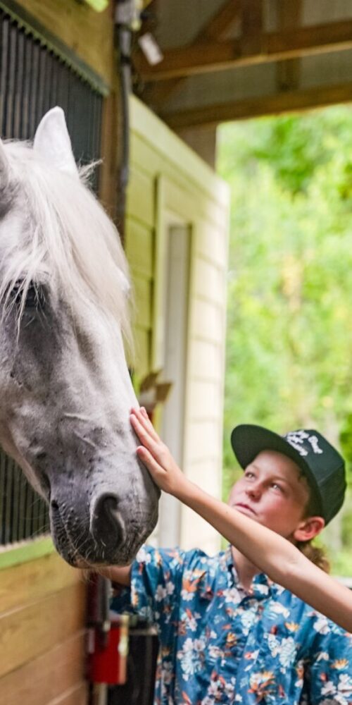 meet our family friendly horses and have an equine experience for the whole family