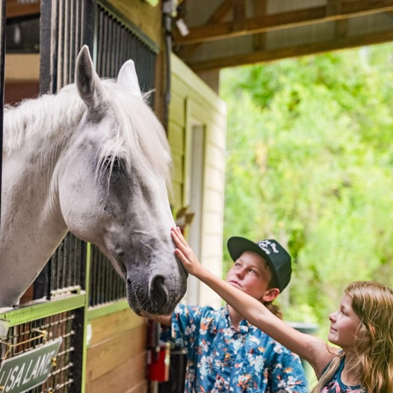 meet our family friendly horses and have an equine experience for the whole family