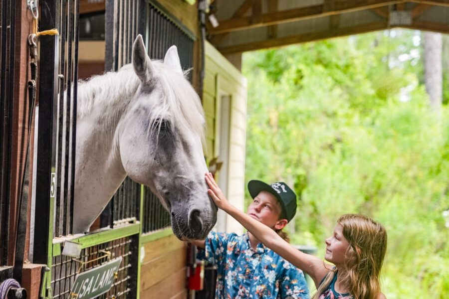 meet our family friendly horses and have an equine experience for the whole family