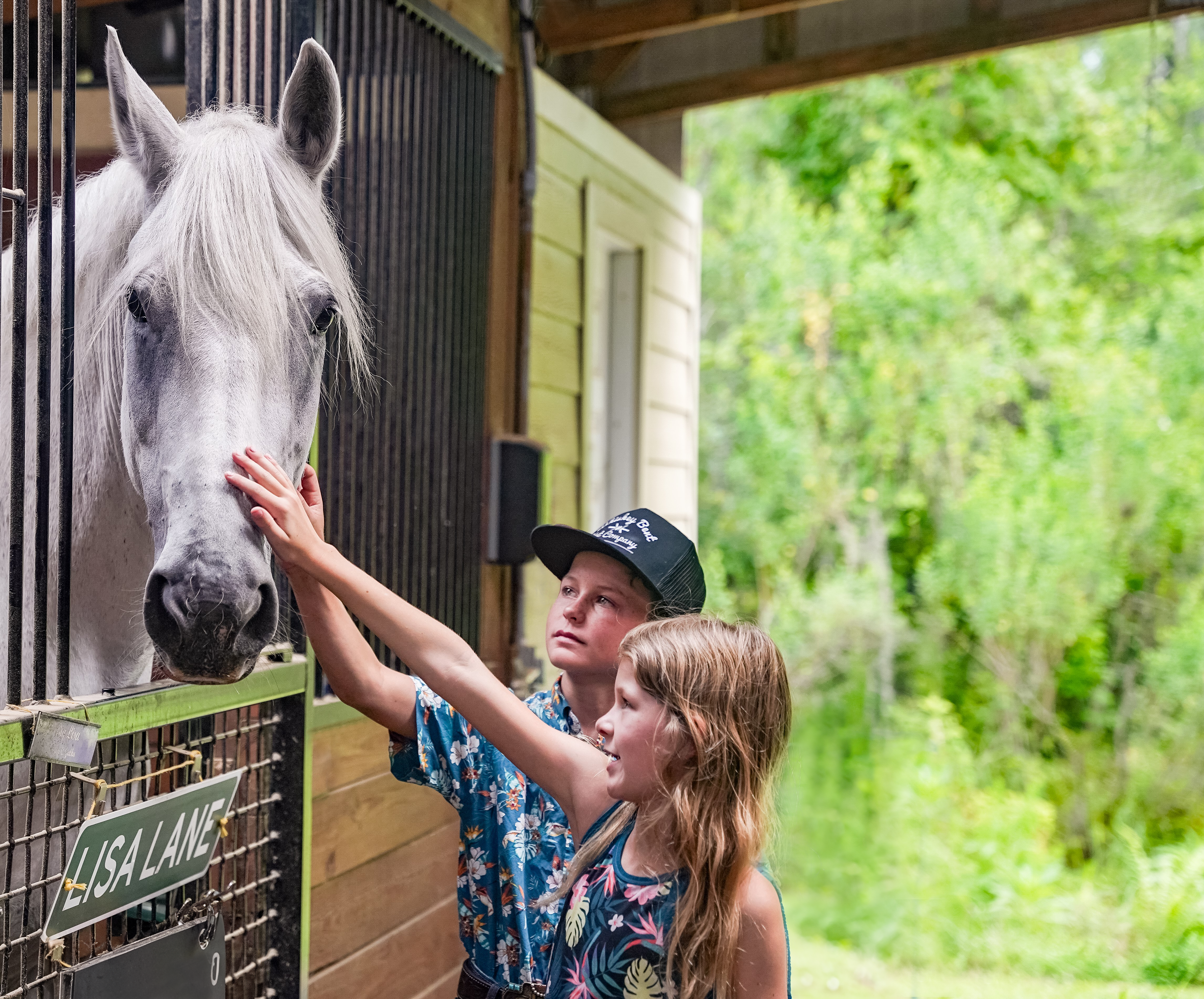 meet our friendly horses and have an equine experience for the whole family