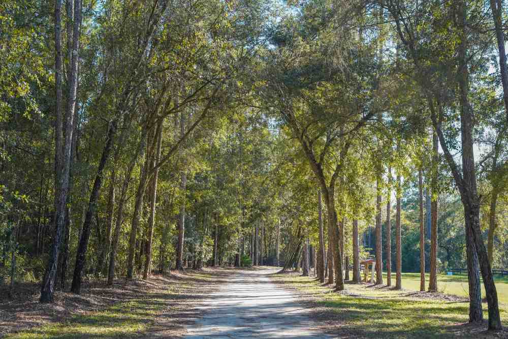 Pine trees lining the limerock road at Black Prong