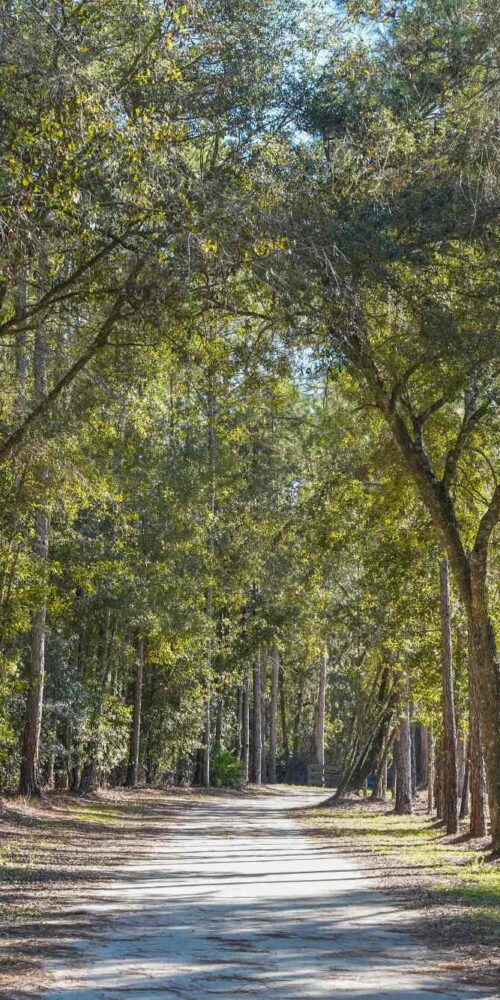 Tranquil path with a tree canopy at Florida resort Black Prong