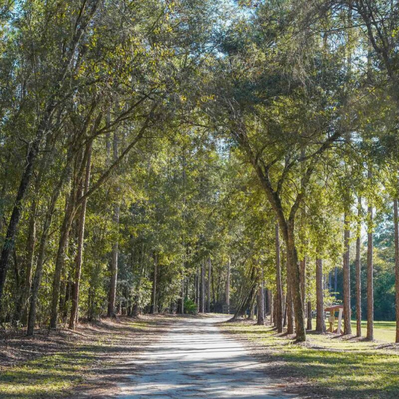 Tranquil path with a tree canopy at Florida resort Black Prong