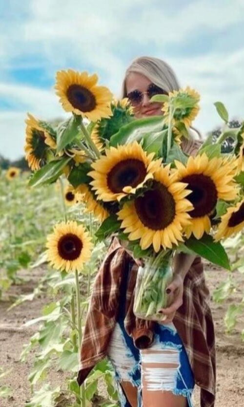 Local events. Amber Brook Farms. Fall Festival. Sunflowers