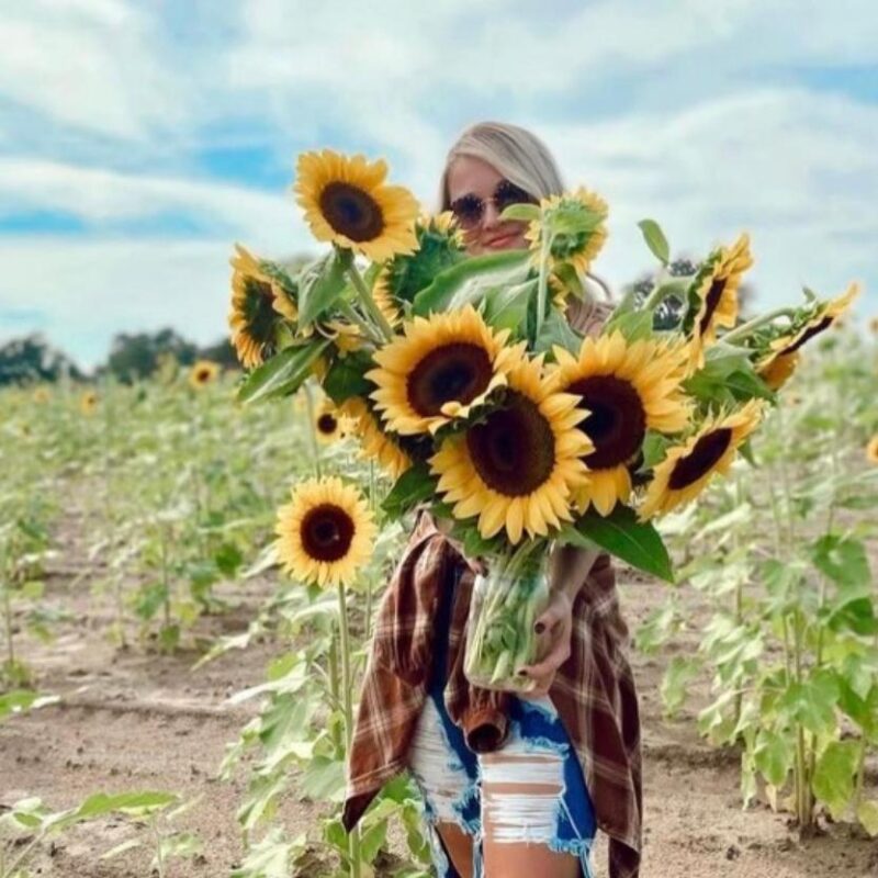 Local events. Amber Brook Farms. Fall Festival. Sunflowers