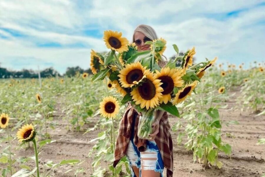 Local events. Amber Brook Farms. Fall Festival. Sunflowers