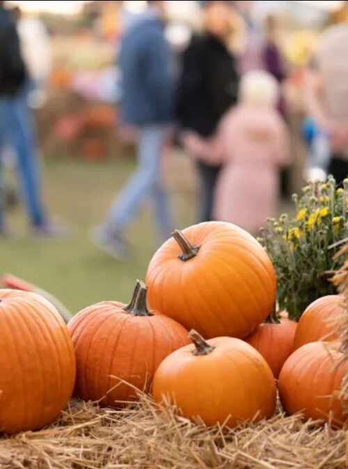 Fall pumpkin photo