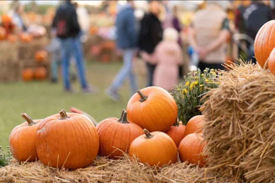 Fall pumpkin photo