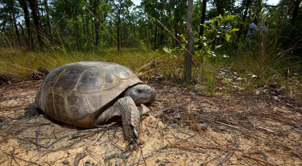 Gopher Tortoise | “On the Trails” with Emily