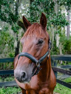 Chili Trail Horse