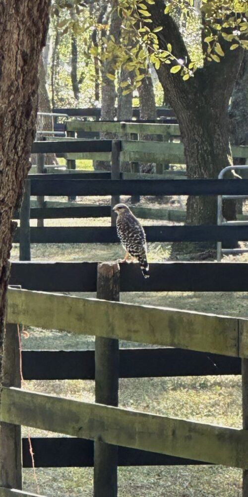 Red-shouldered Hawk