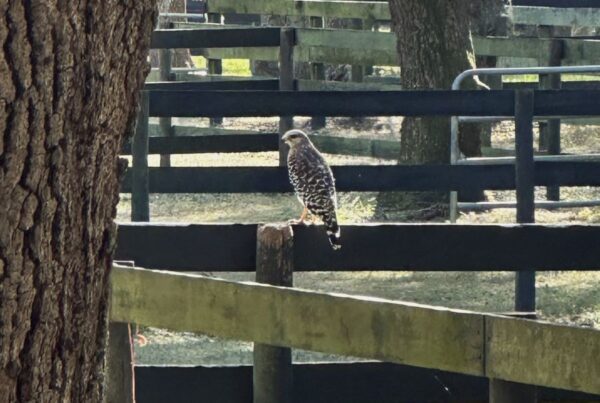 Red-shouldered Hawk