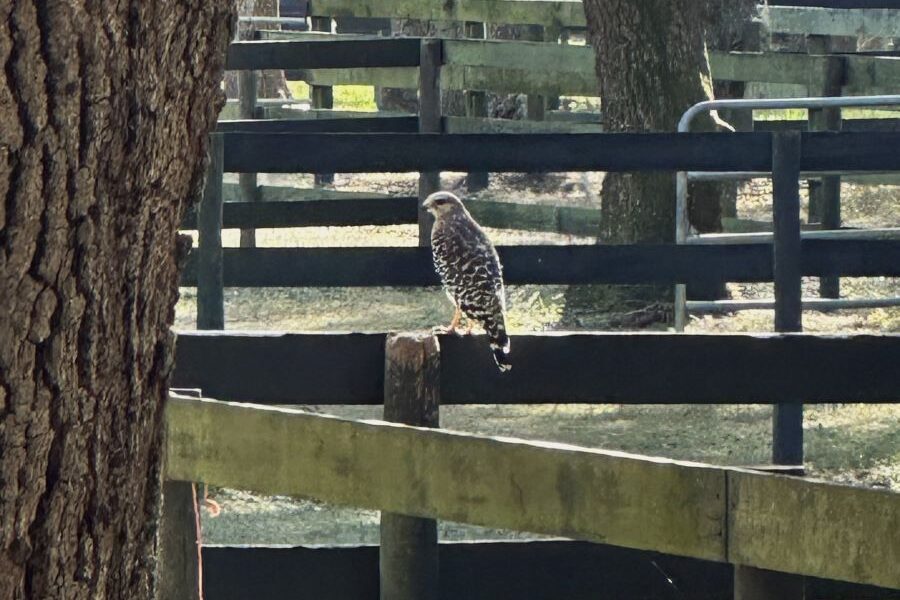 Red-shouldered Hawk