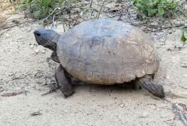 Gopher Tortoise