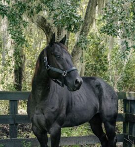 Hazel Trail Horse