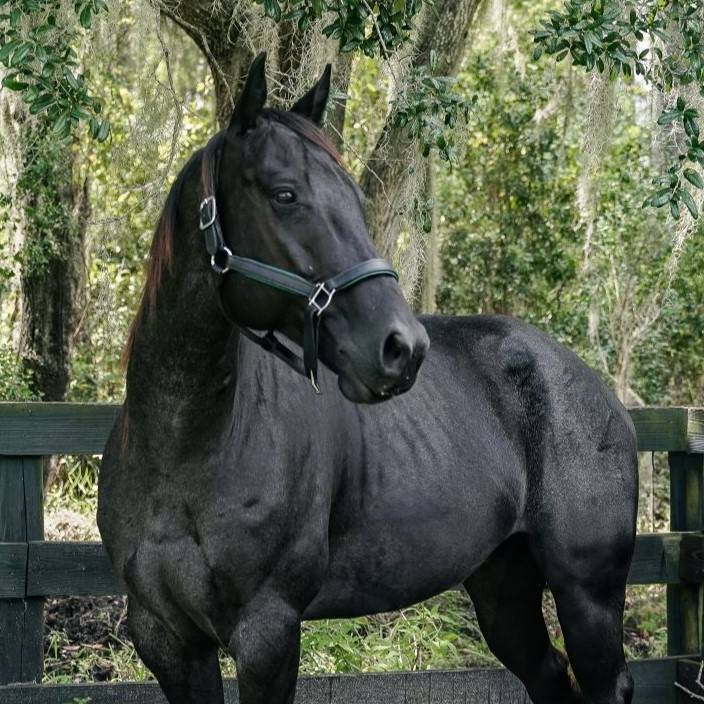 Hazel trail horse