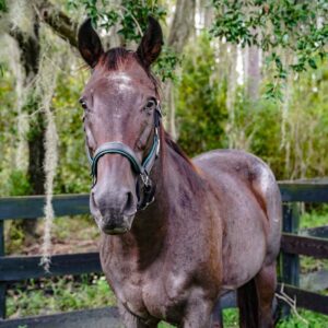 Sarge trail horse