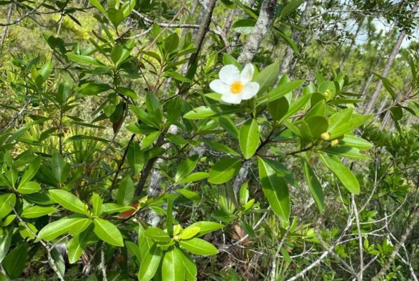 Loblolly Bay