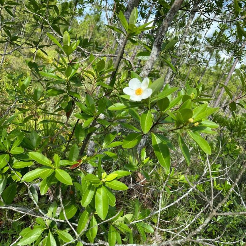 Loblolly Bay