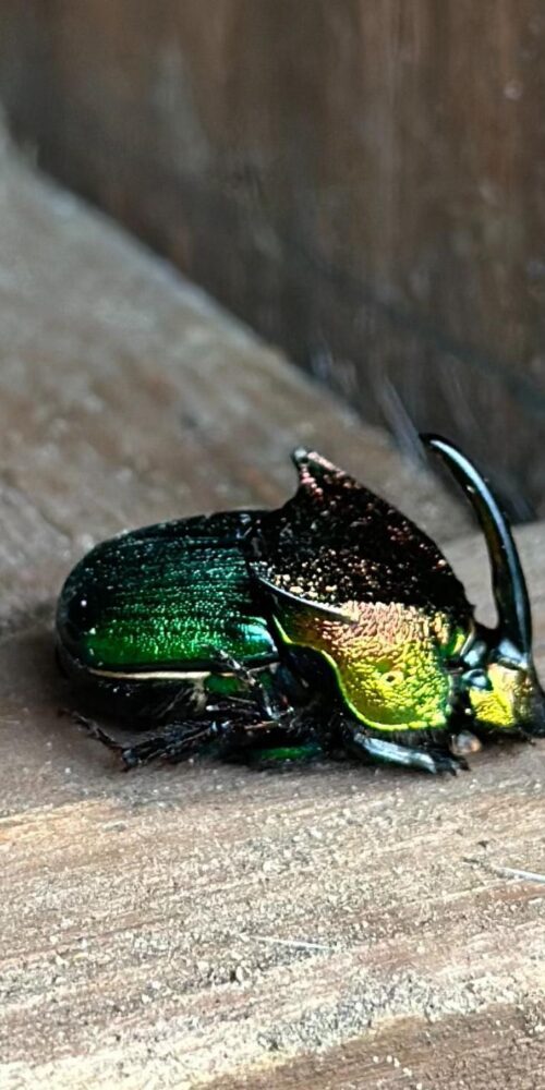 Rainbow Scarab