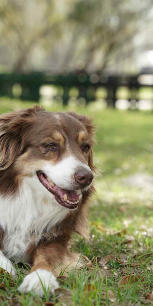 Pet friendly resort in florida