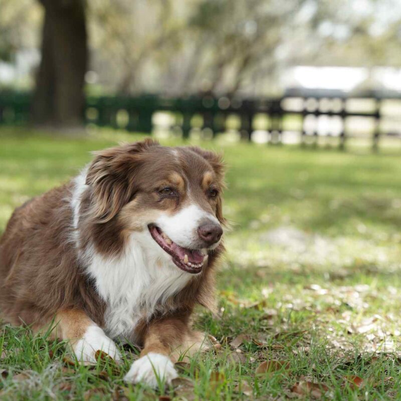 Pet friendly resort in florida