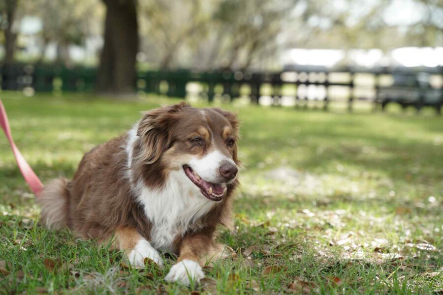 Pet friendly resort in florida