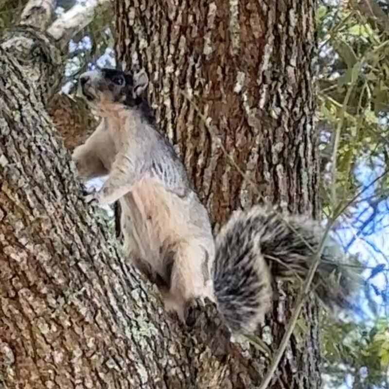 Sherman's fox squirrel