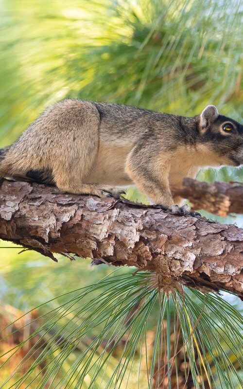 Shermans Fox Squirrel