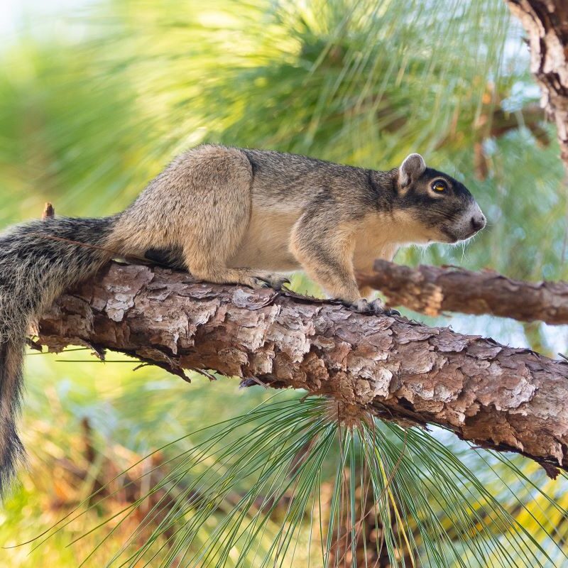 Shermans Fox Squirrel