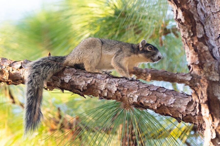 Shermans Fox Squirrel