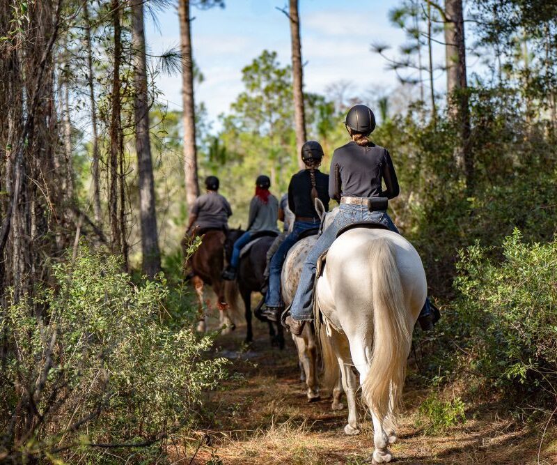Horseback adventure near Gainesville florida