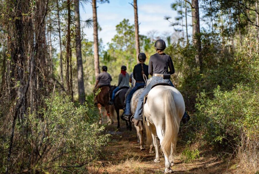 Horseback adventure near Gainesville florida