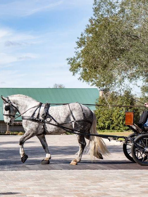 amenities in Black Prong