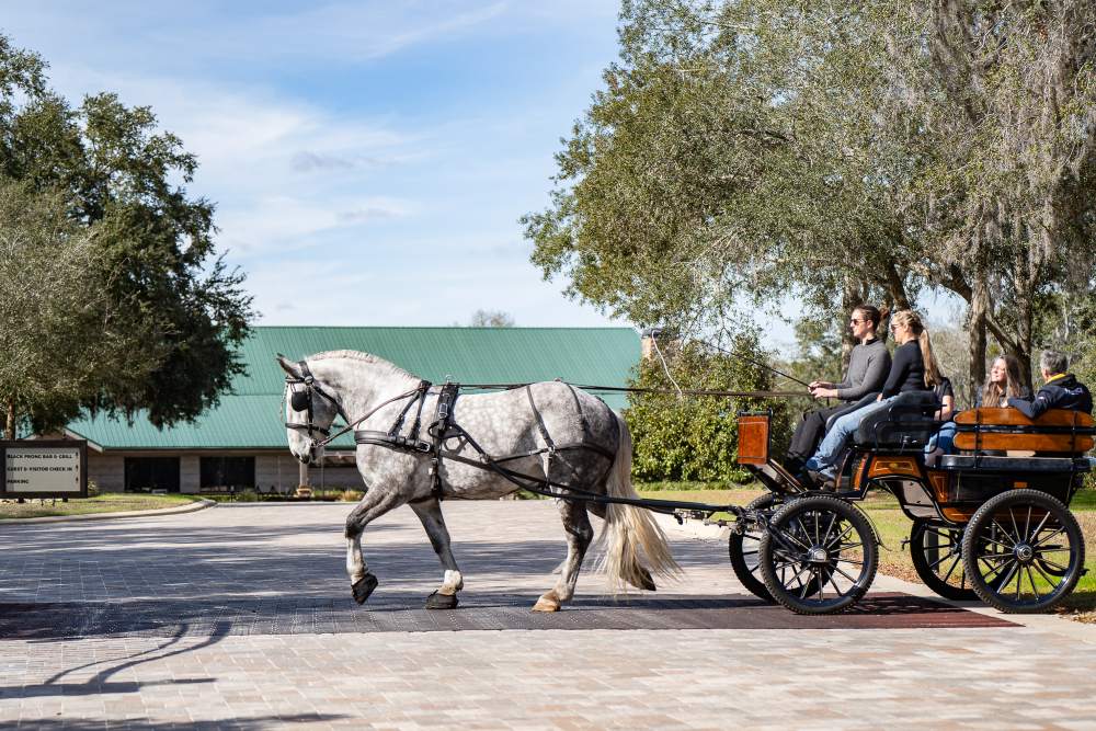 amenities in Black Prong