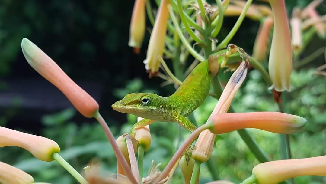 Green Anole | “On the Trails” with Emily