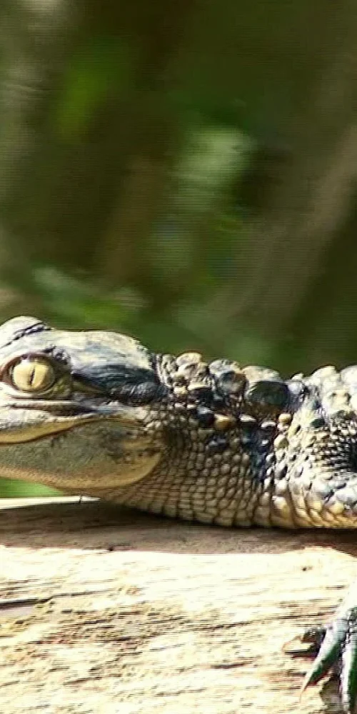 baby alligator