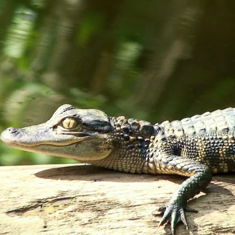baby alligator