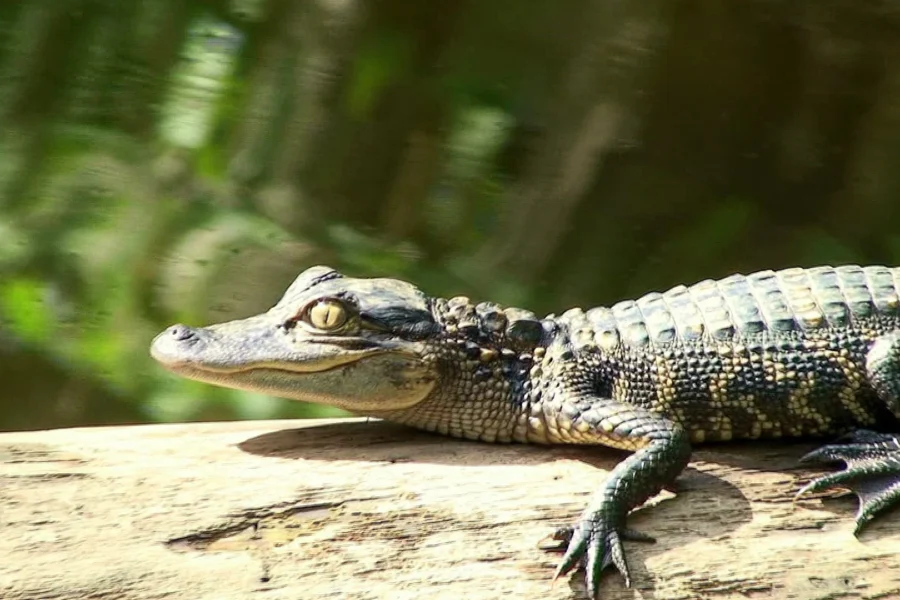 baby alligator