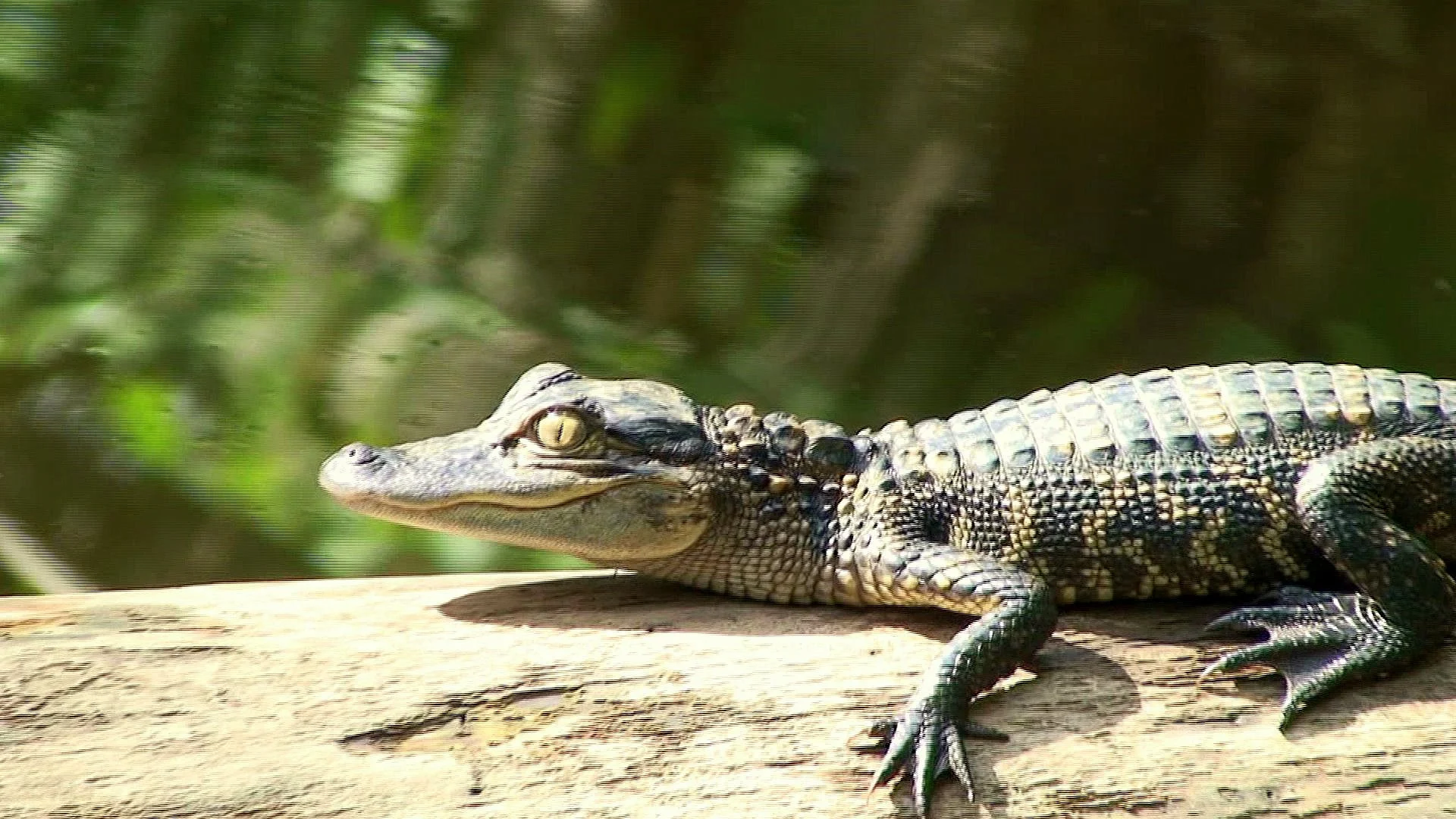 American Alligator | “On the Trails” with Emily