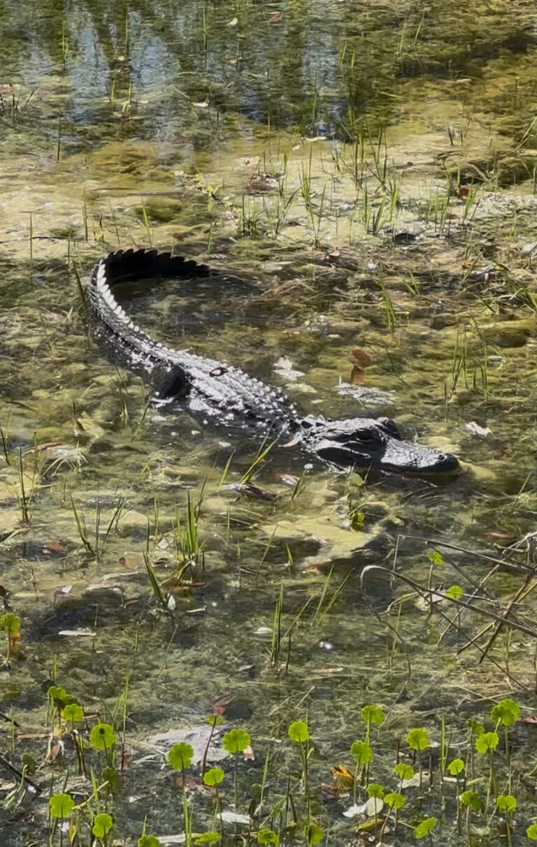 American Alligator (Alligator mississippiensis)